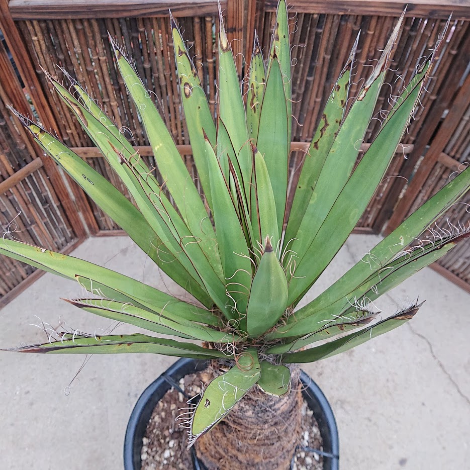 ユッカ ファクソニアーナ yucca faxoniana | My-Favthings